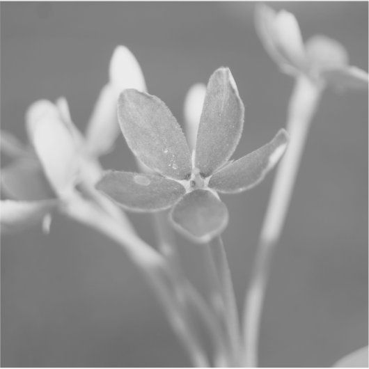 Jasmine Aufkleber (Vorderseite)