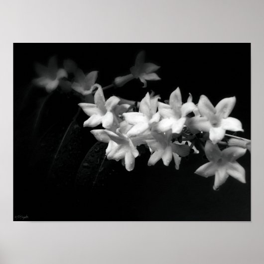 Jasmine Black and White Blume Fotografie Poster (Vorne)
