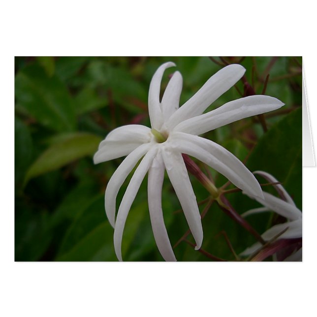 Jasmine-Blume (Vorderseite (Horizontal))