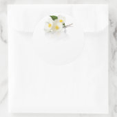 Jasmine Blume auf weißem Grund. Makroaufnahme Runder Aufkleber (Tasche)