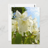 Jasmine-Blume Postkarte (Vorne/Hinten)