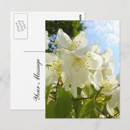 Jasmine-Blume Postkarte (Vorne/Hinten)