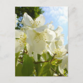 Jasmine-Blume Postkarte (Vorderseite)