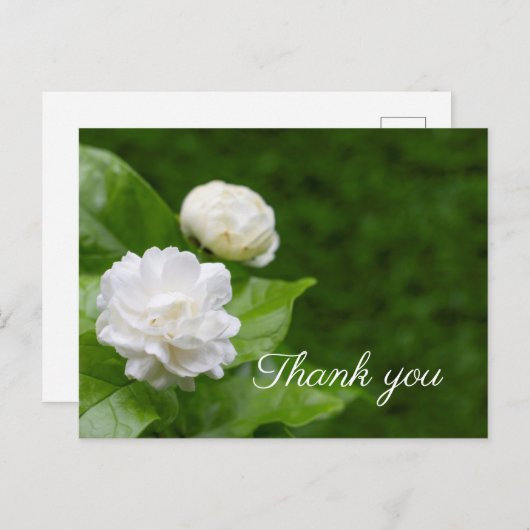 Jasmine-Blume sind grün, danke. Postkarte (Vorne/Hinten)