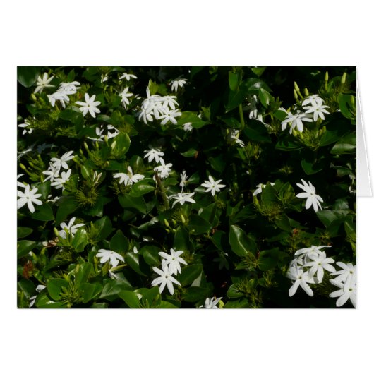 Jasmine Blume Tropical Floral Botanic (Vorderseite (Horizontal))