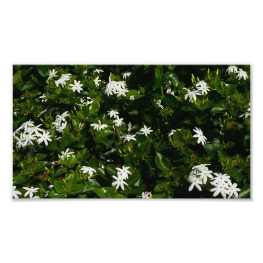 Jasmine Blume Tropical Floral Botanic Fotodruck (Vorne)