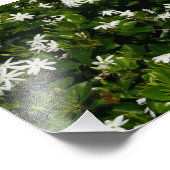 Jasmine Blume Tropical Floral Botanic Fotodruck (Ecke)