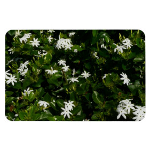 Jasmine Blume Tropical Floral Botanic Magnet
