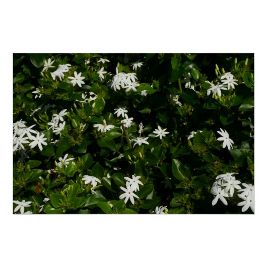 Jasmine Blume Tropical Floral Botanic Poster (Vorderseite)