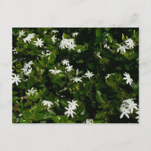 Jasmine Blume Tropical Floral Botanic Postkarte