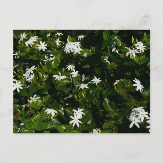 Jasmine Blume Tropical Floral Botanic Postkarte (Vorderseite)