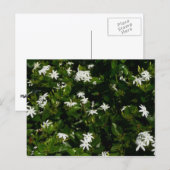 Jasmine Blume Tropical Floral Botanic Postkarte (Vorne/Hinten)