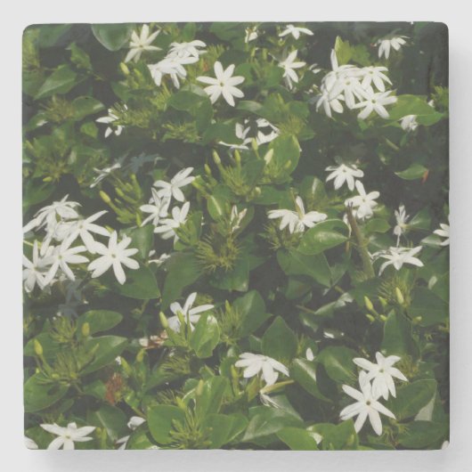 Jasmine Blume Tropical Floral Botanic Steinuntersetzer (Vorderseite)