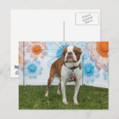 Jasmine - Boston Terrier Postkarte (Vorne/Hinten)