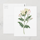 Jasmine (Jasminum grandiflorum) von Redouté Postkarte (Vorne/Hinten)