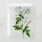 Jasmine, "La Guirlande de Julie" Postkarte (Vorne/Hinten)