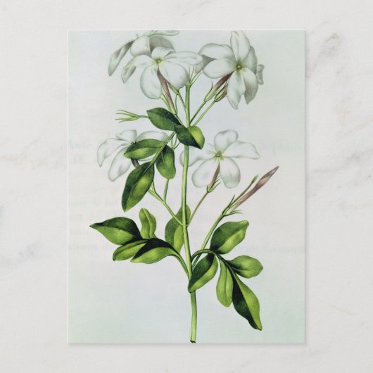 Jasmine, "La Guirlande de Julie" Postkarte (Vorderseite)