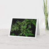 Jasmine-Pflanze am Nachtportrait Karte (Vorderseite)