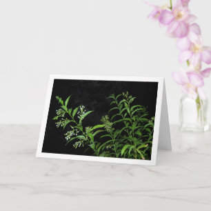 Jasmine-Pflanze am Nachtportrait Karte