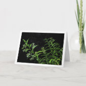 Jasmine-Pflanze am Nachtportrait Karte (Vorderseite)