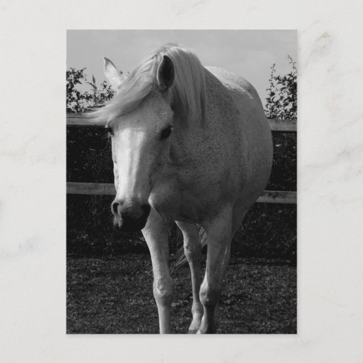 Jasmine Postkarte (Vorderseite)