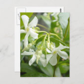 Jasmine Postkarte (Vorne/Hinten)