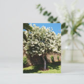 Jasmine Tree in Bloom Postkarte (Stehend Vorderseite)