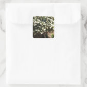 Jasmine Tree in Bloom Quadratischer Aufkleber (Tasche)