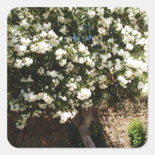 Jasmine Tree in Bloom Quadratischer Aufkleber