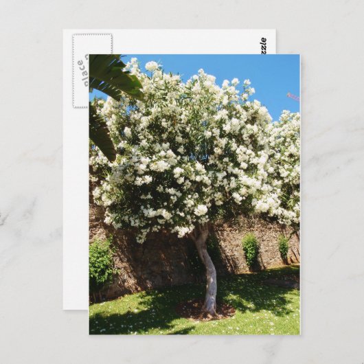 Jasmine Tree Postkarte (Vorne/Hinten)