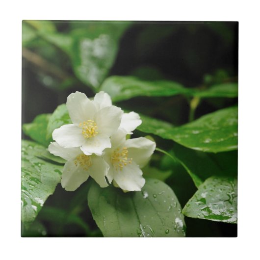 Jasmine unter Regen Fliese (Vorderseite)