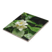 Jasmine unter Regen Fliese (Seite)