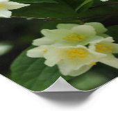 Jasminische Blume im Garten Poster (Ecke)