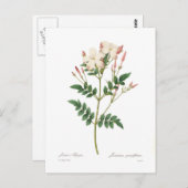 Jasminum grandiflorum postkarte (Vorne/Hinten)