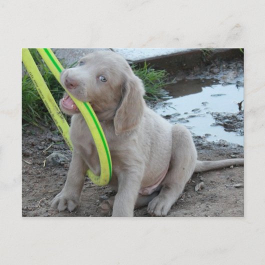 Jasper bekommt es postkarte (Vorderseite)