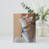 Jasper Blank Kitten Foto Postcard Postkarte (Stehend Vorderseite)