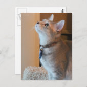 Jasper Blank Kitten Foto Postcard Postkarte (Vorne/Hinten)