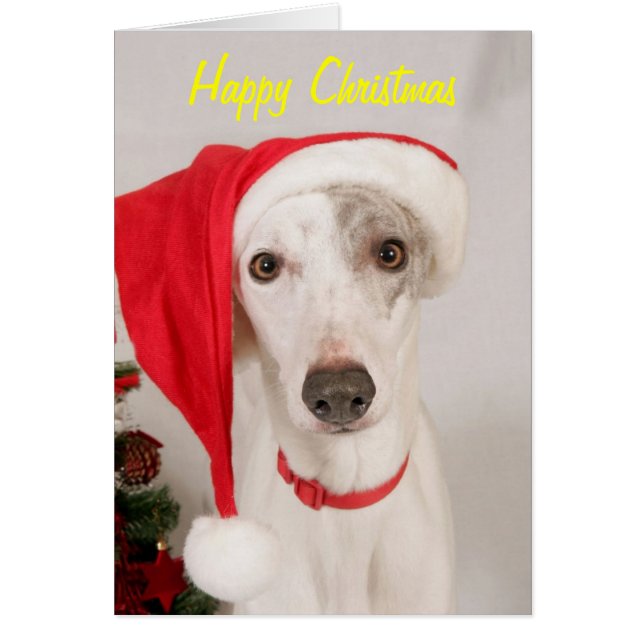 Jasper, der Weihnachtshund (Vorne)