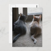 Jasper & Kaylee Kitten Blank Postcard Postkarte (Vorne/Hinten)