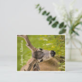 Jasper Post Card Postkarte (Stehend Vorderseite)