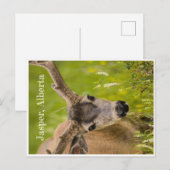 Jasper Post Card Postkarte (Vorne/Hinten)