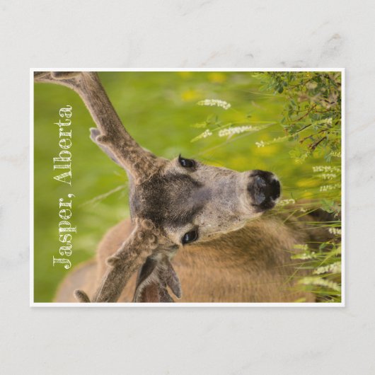 Jasper Post Card Postkarte (Vorderseite)