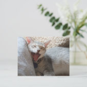Jasper Yawning Kitten Foto Postcard Postkarte (Stehend Vorderseite)