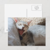 Jasper Yawning Kitten Foto Postcard Postkarte (Vorne/Hinten)