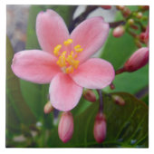 Jatropha Blume und Blume Fliese (Vorderseite)