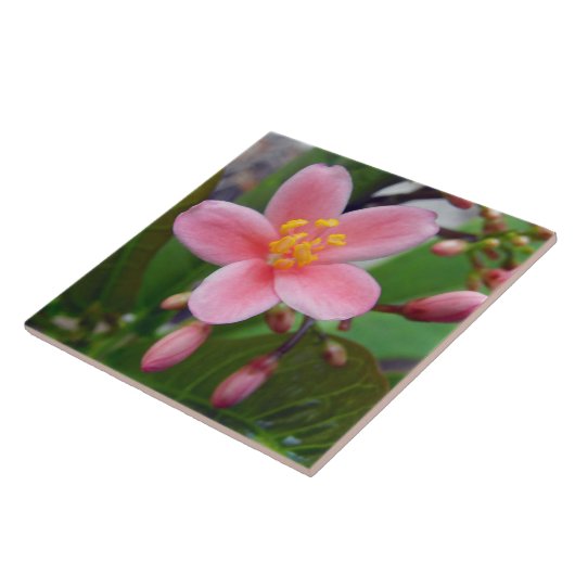 Jatropha Blume und Blume Fliese (Seite)