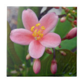 Jatropha Blume und Blume Fliese (Vorderseite)