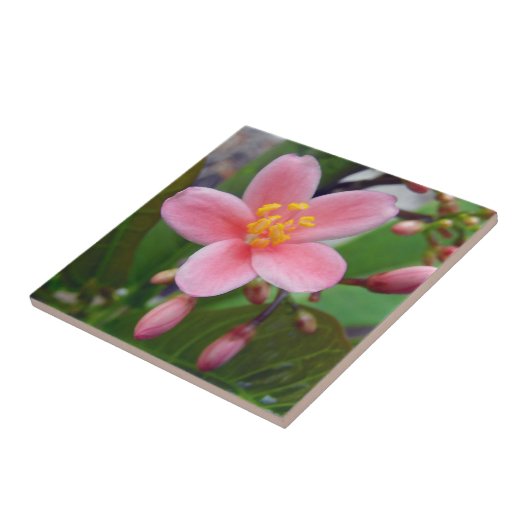 Jatropha Blume und Blume Fliese (Seite)