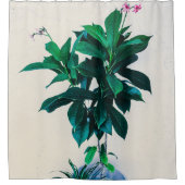 Jatropha-Pflanze in Natural Green Duschvorhang (Vorderseite)