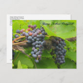 JAV St. Croix lila Trauben 2013 2n Postkarte (Vorne/Hinten)